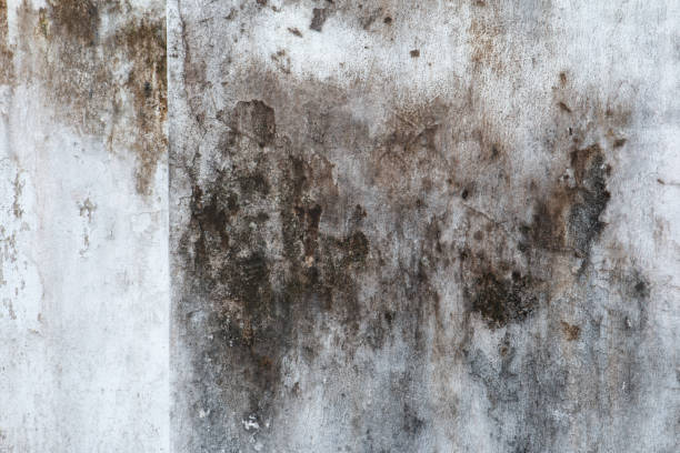 Best Airborne Mold Testing  in Pelham Manor, NY