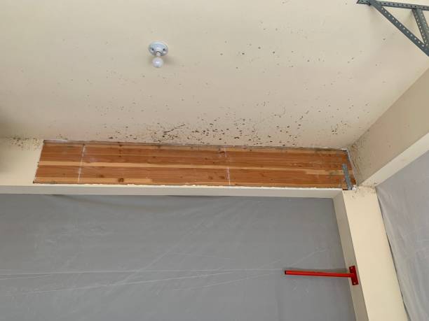 Reliable Pelham Manor, NY Mold Removal Solutions